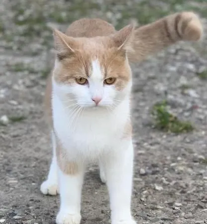 Im Kuhstall شقة كابلن